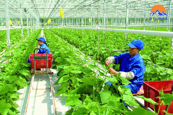 Xuất Khẩu Lao Động – Nông Nghiệp